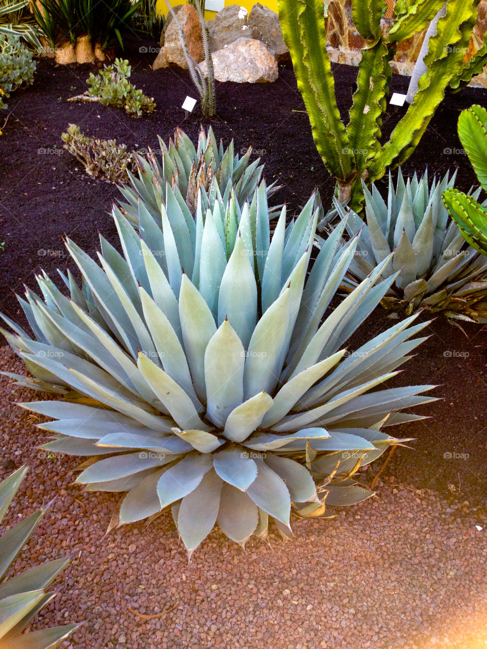 Close-up of a cactus plant