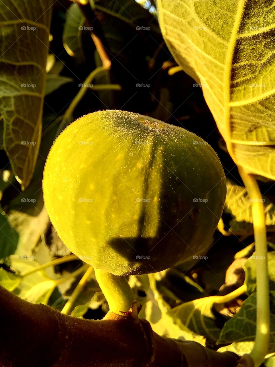 The fig fruit