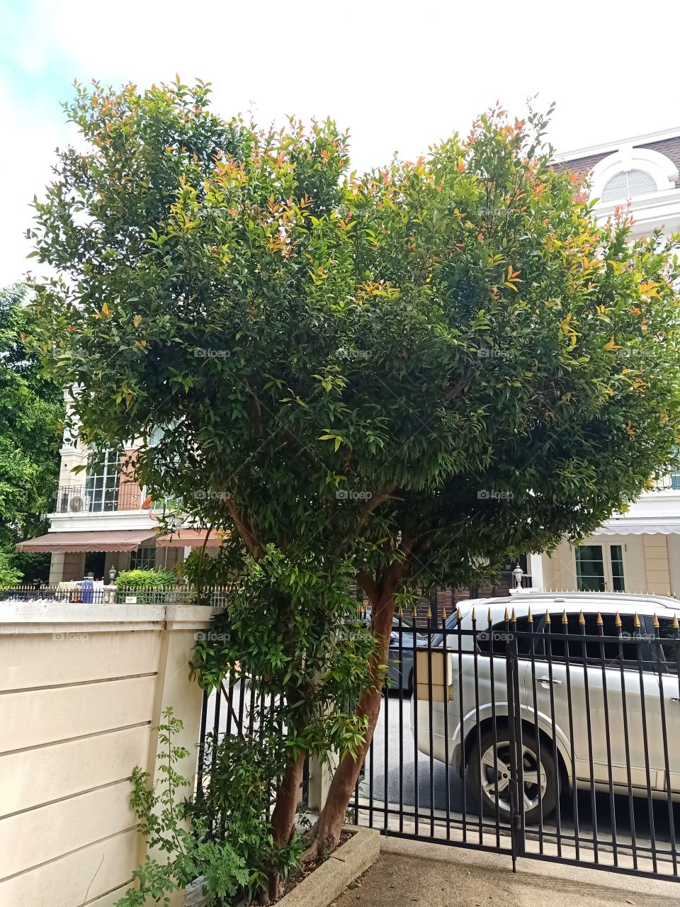 A cat in a tree.