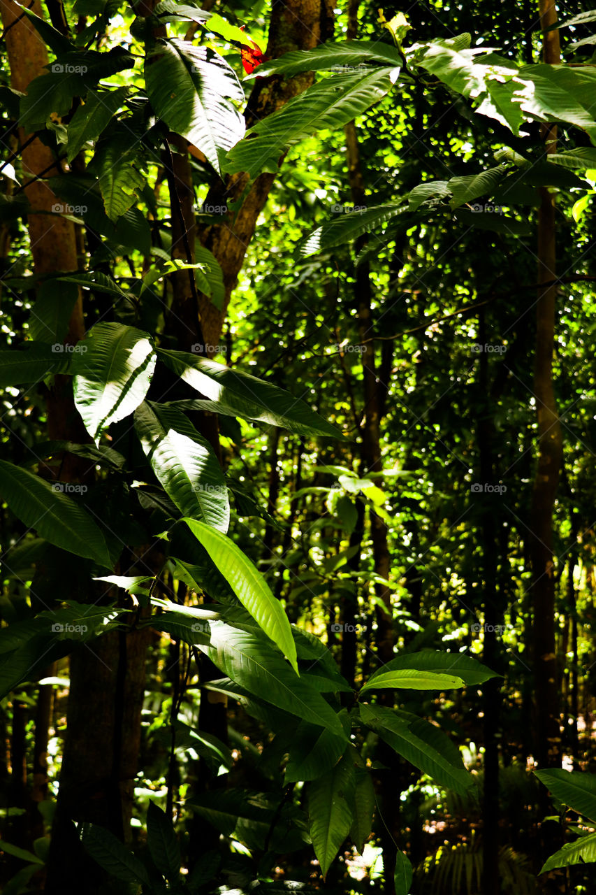 Trees under the sunlights