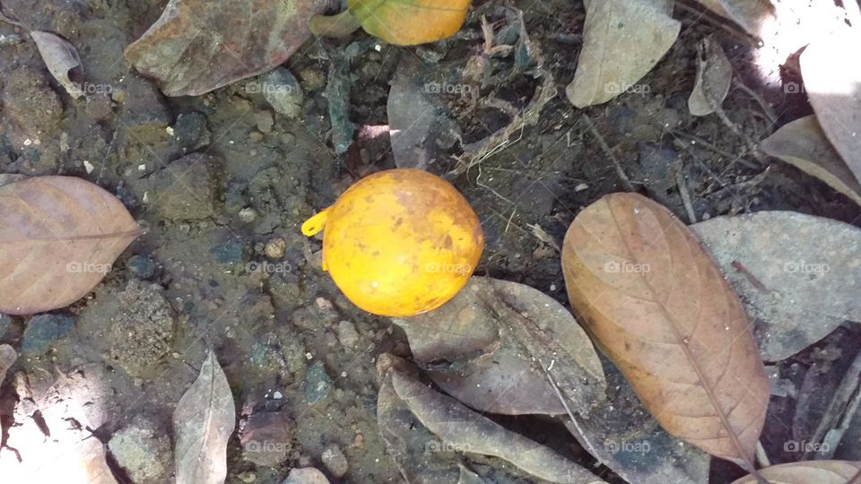 Ripen fruit among dried leaves