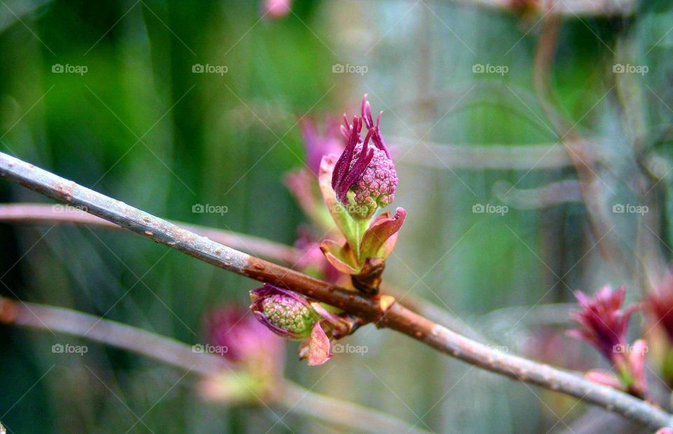 Some pink flowering on tree