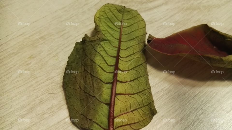 leaf