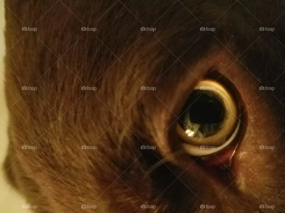 Lab eye