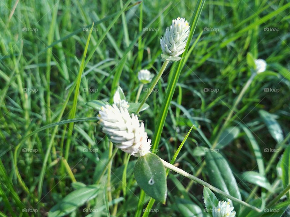 Beautiful summer flowers
