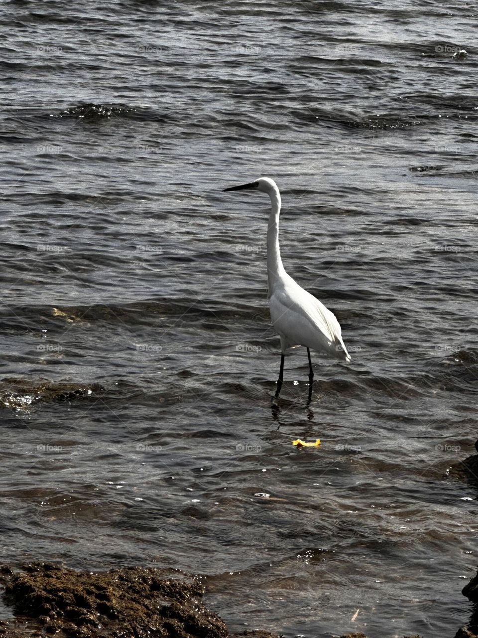 Gaviotas del poniente 