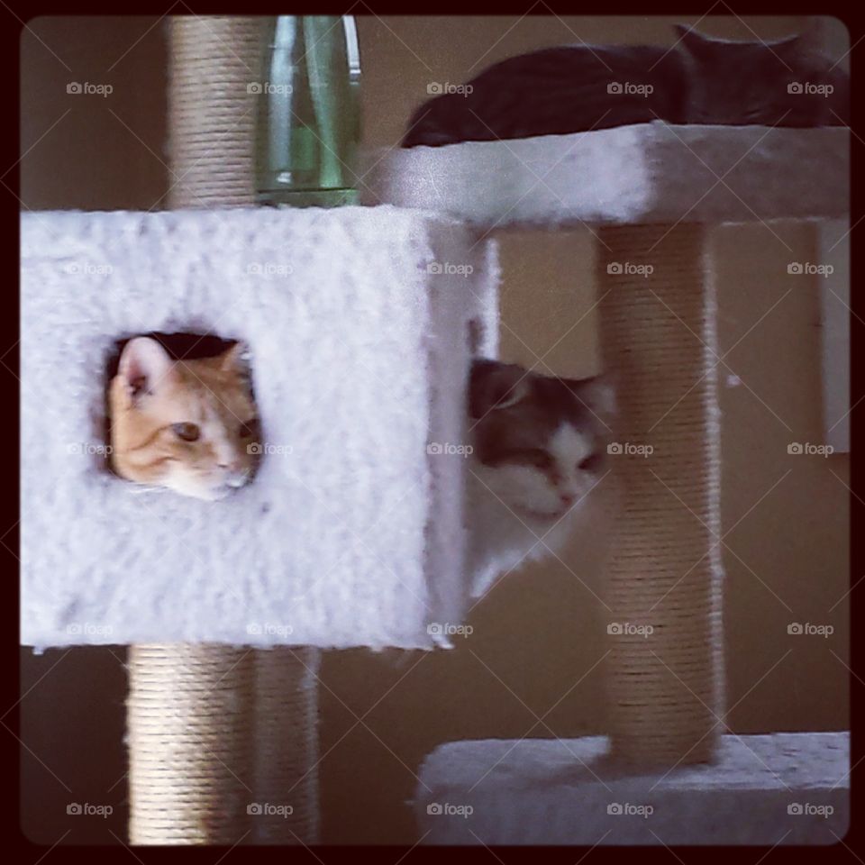 hide and go Finnegan