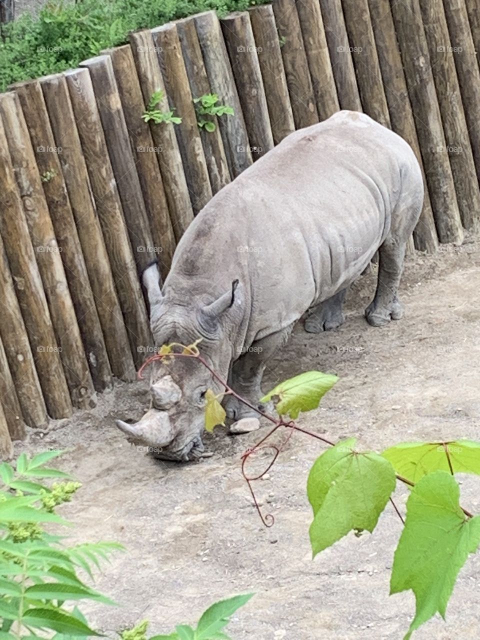 Rhinos 