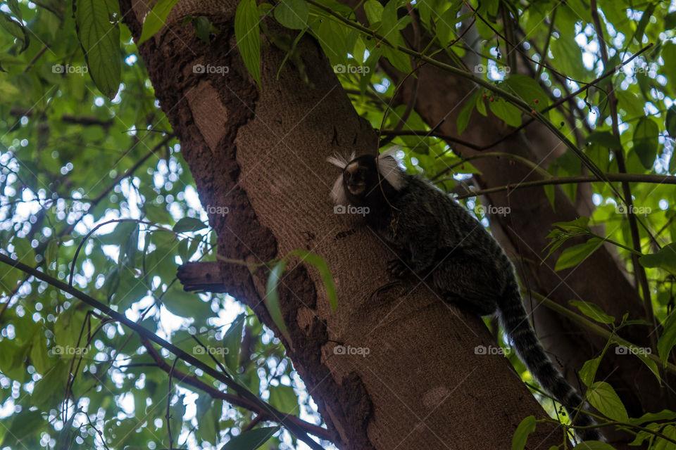 Tree, Wood, No Person, Nature, Leaf