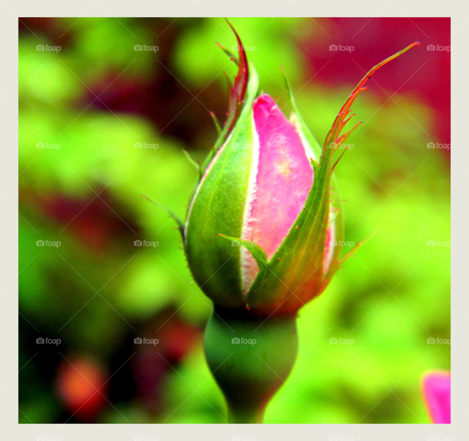 Rose Bud