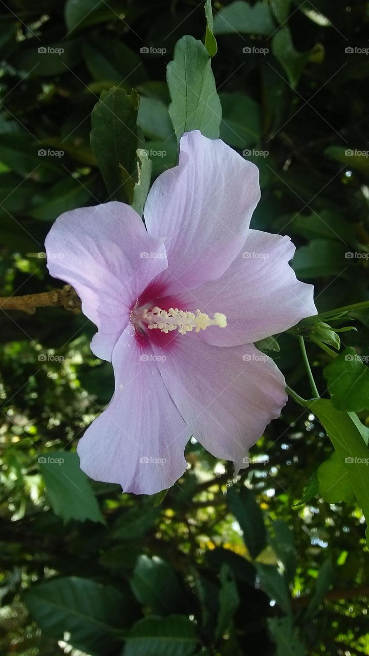 garden flowers captured