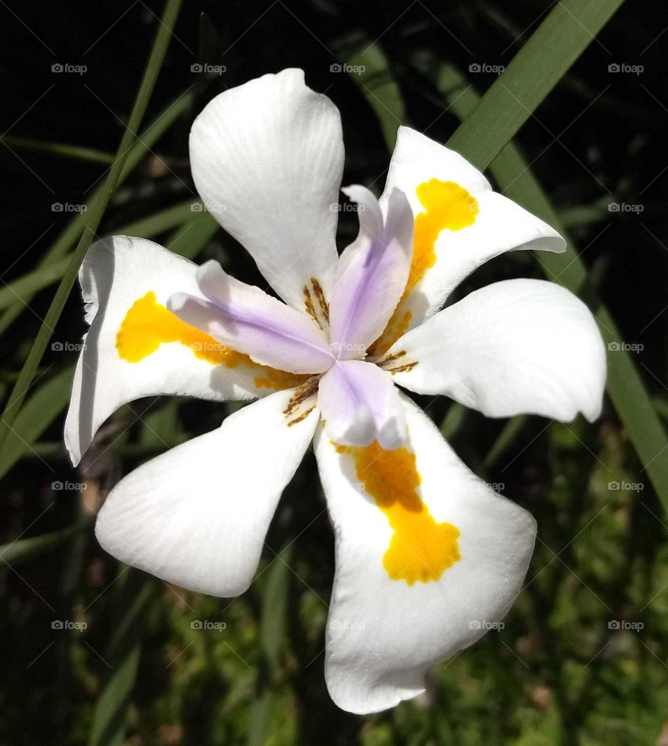 White, Orange and violet Flower