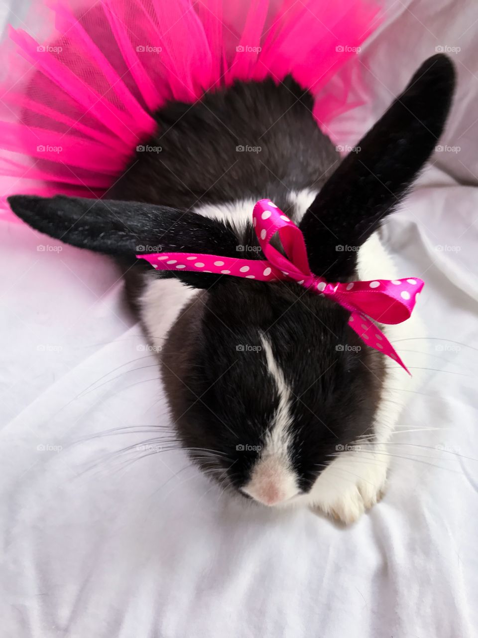 Cute bunny in a pink polka dot bow and pink tutu 