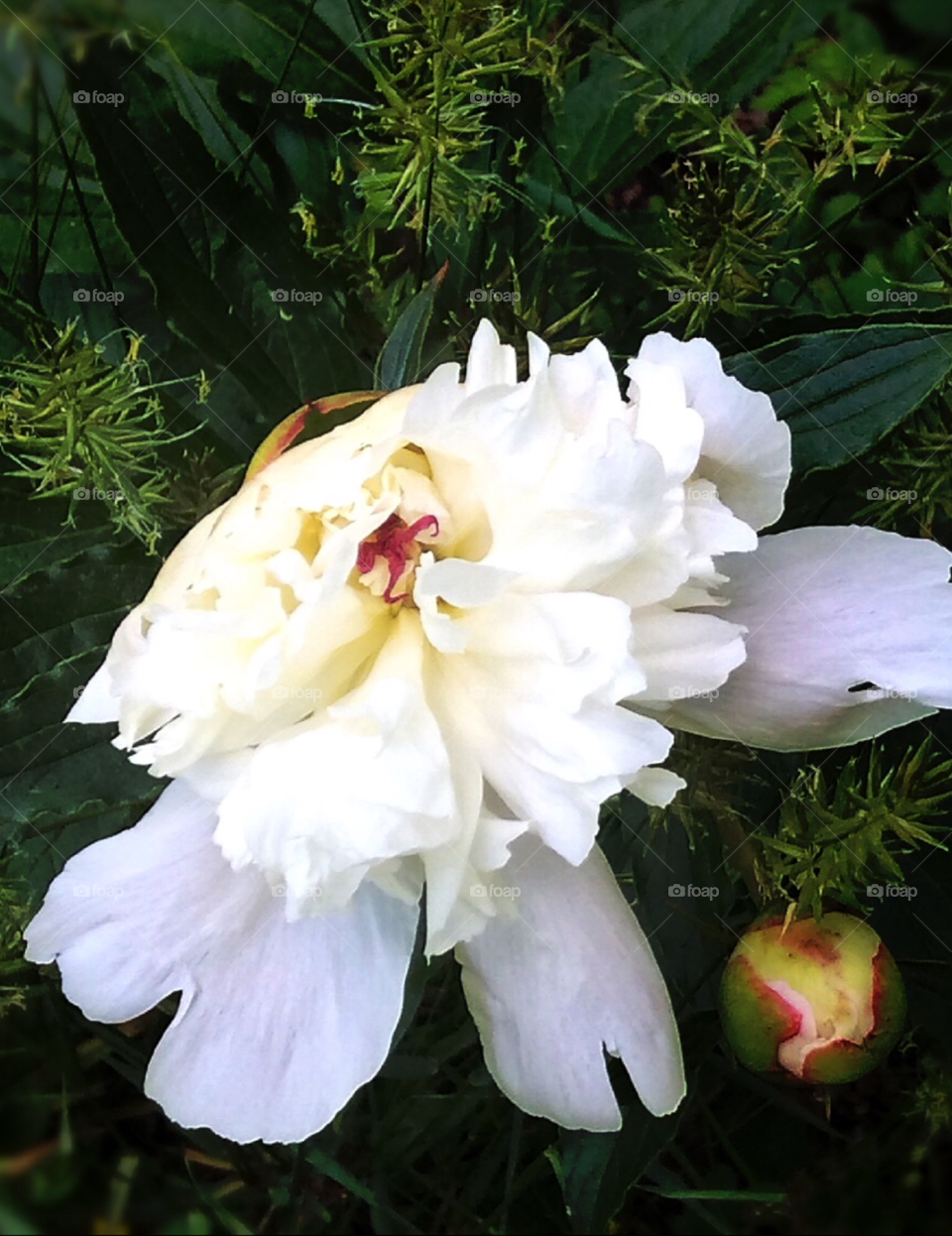 Life is the flower for which love is the honey 🌸🌼🌺🌷🌹