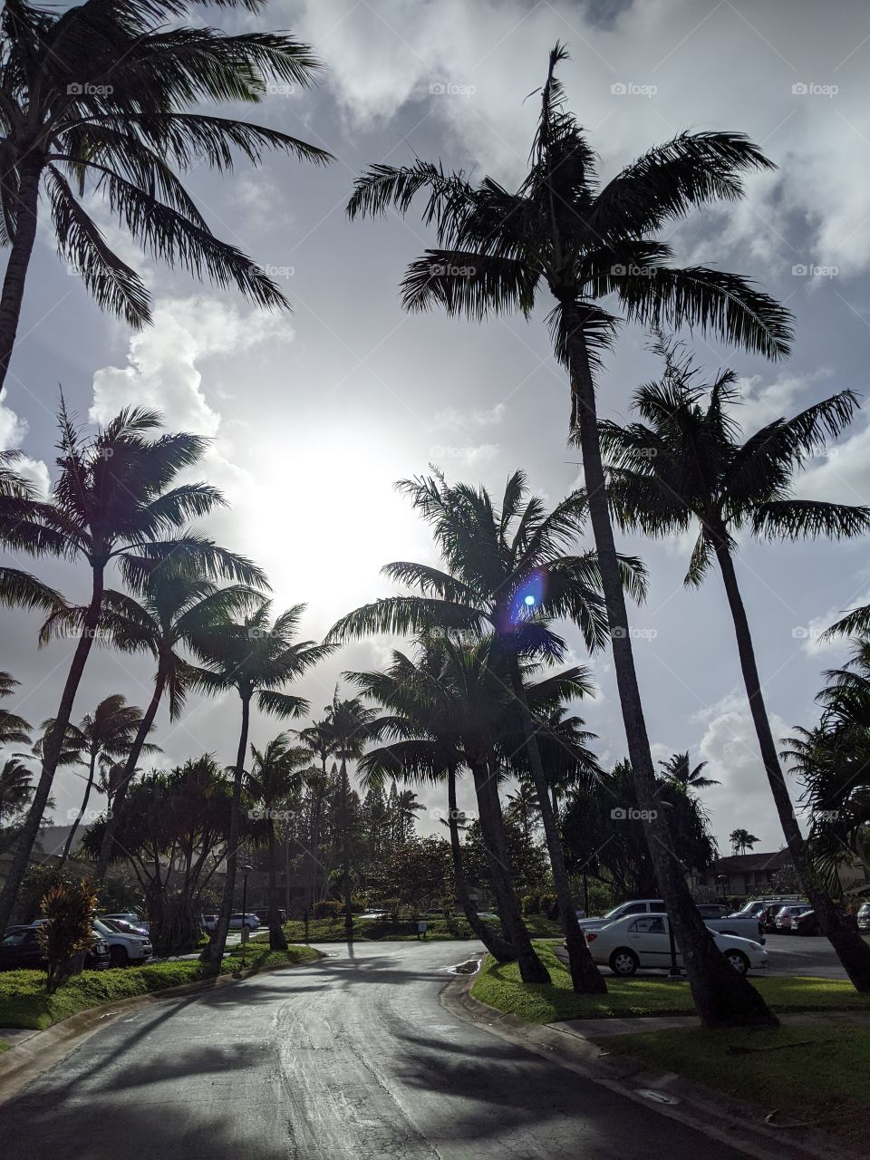 palms beneath the Hawaiian sky