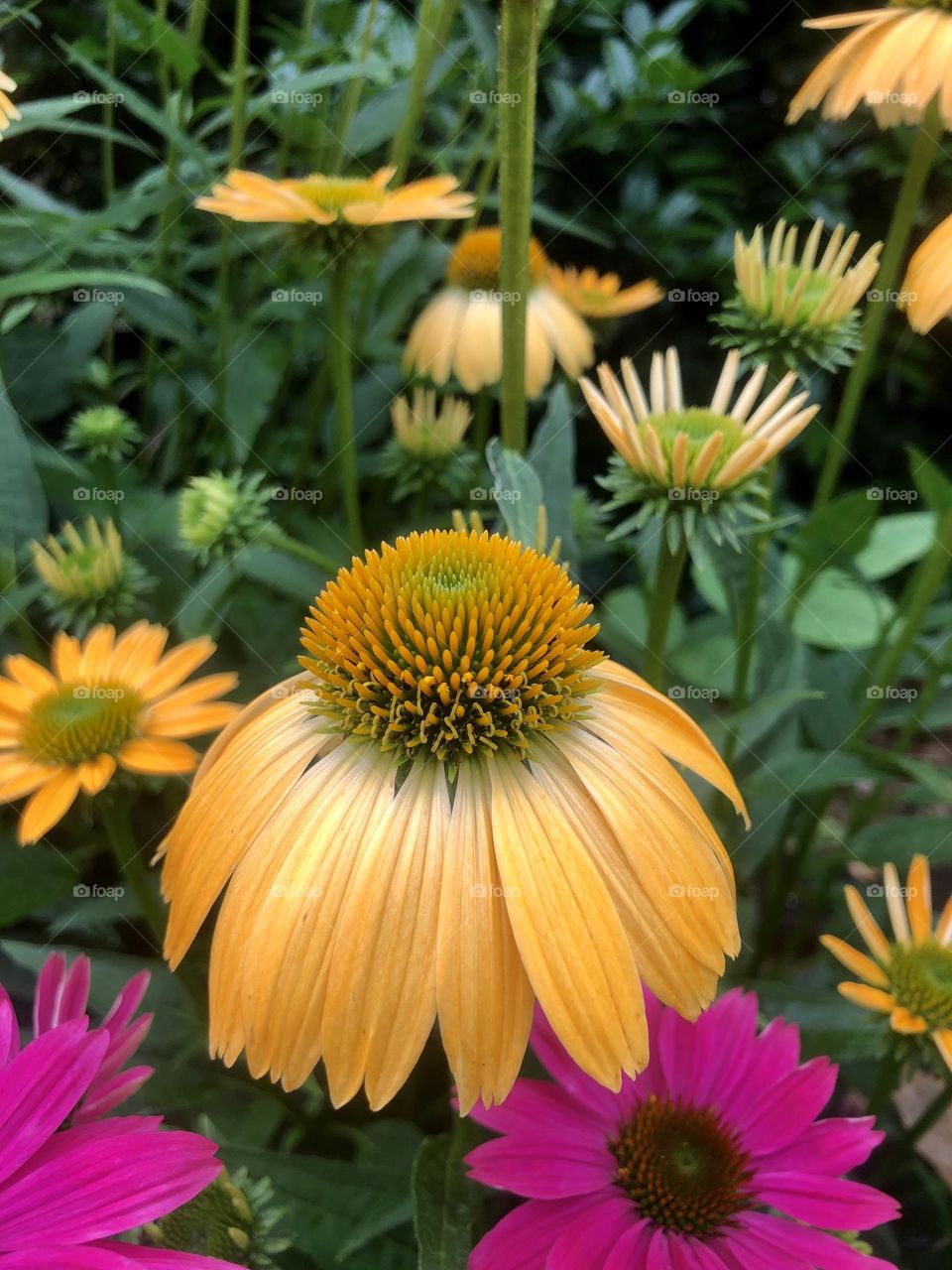 Brightly colored coneflowers 