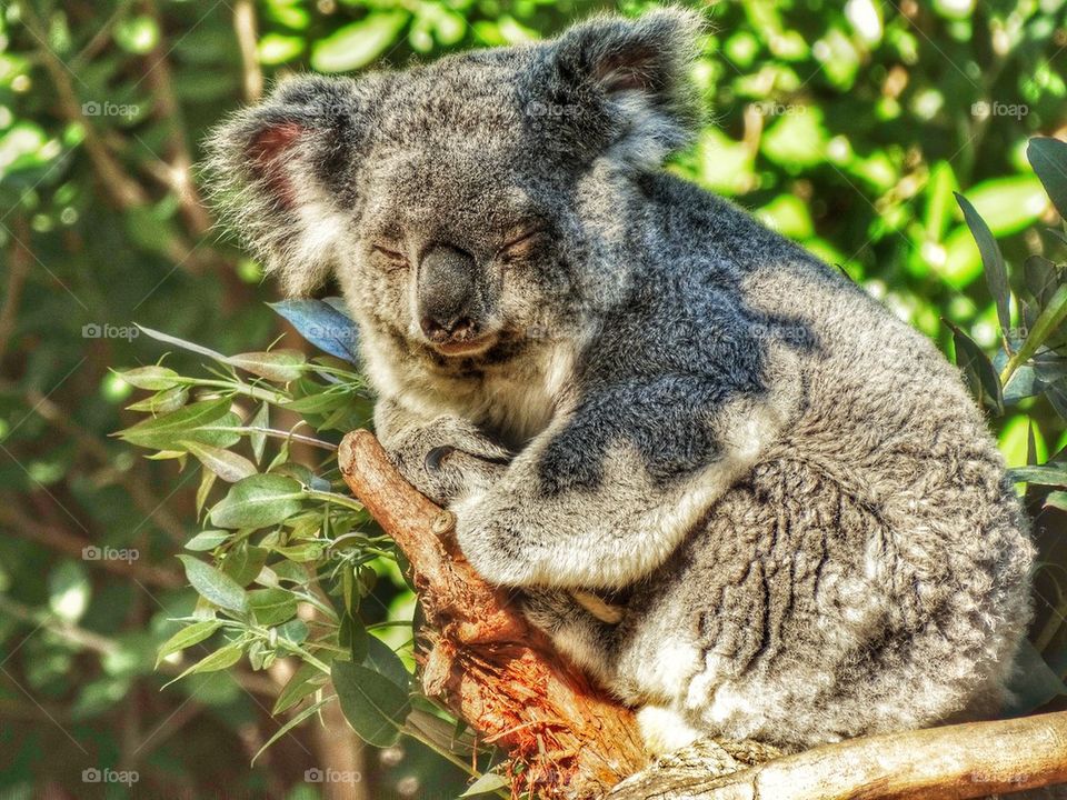 Koala Sleeping In A Eucalyptus Tree