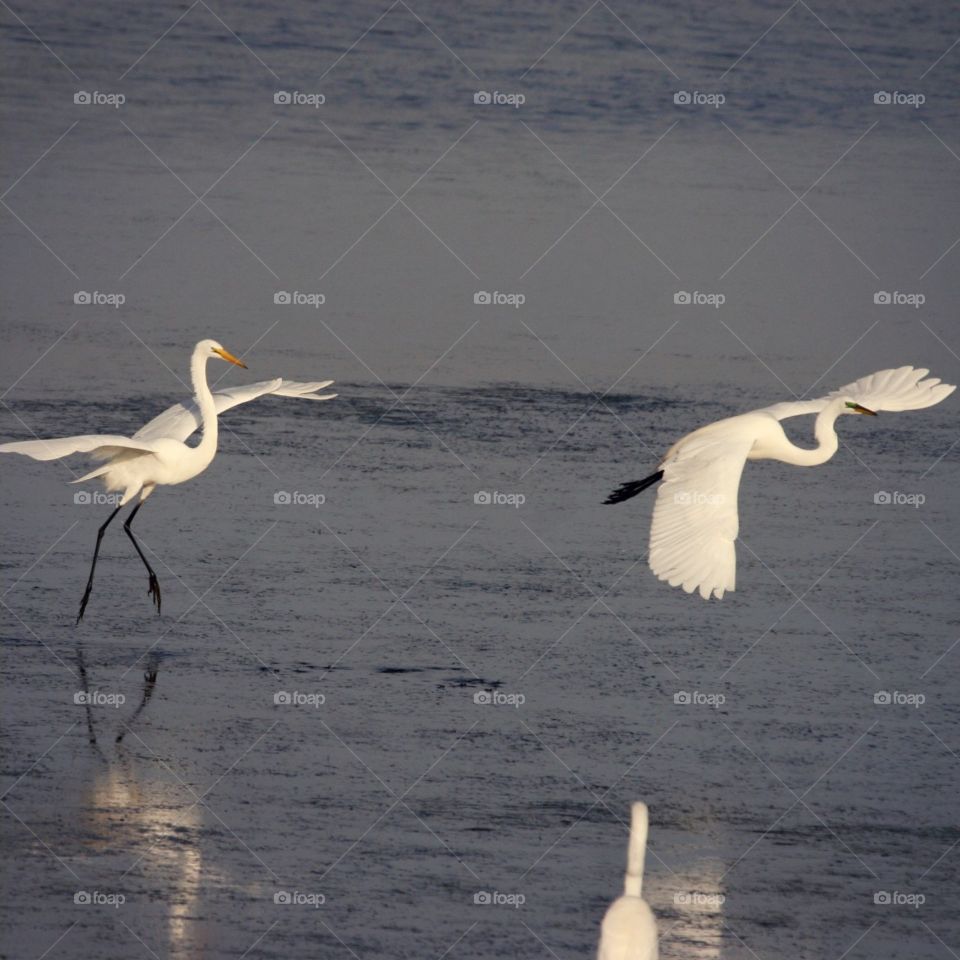 Two Great Egrets dancing