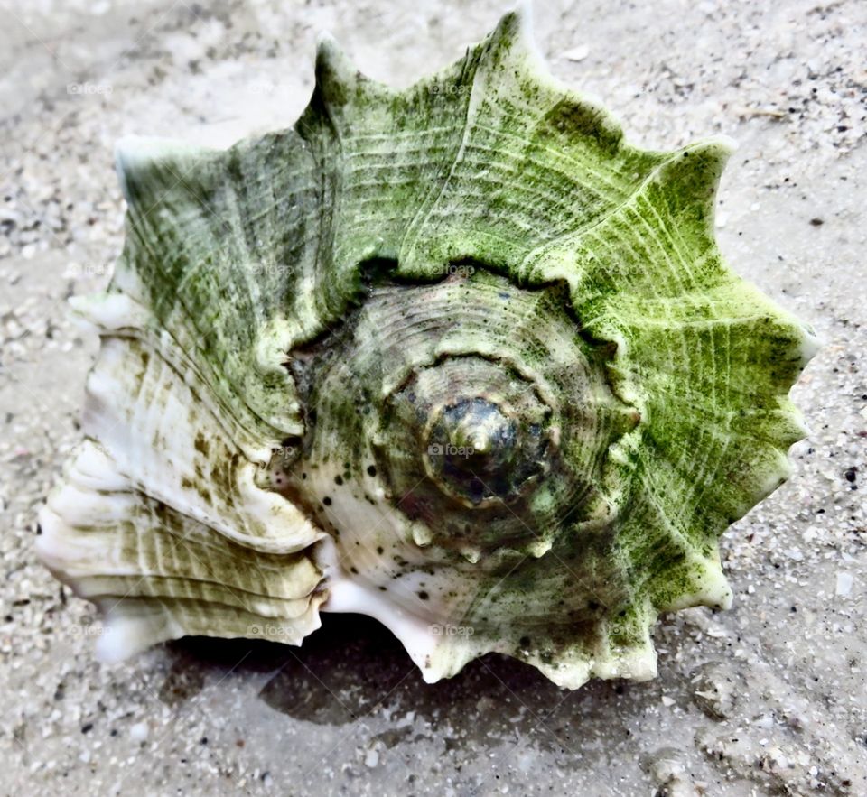 Lightning Whelk. Barefoot Beach Preserve, FL