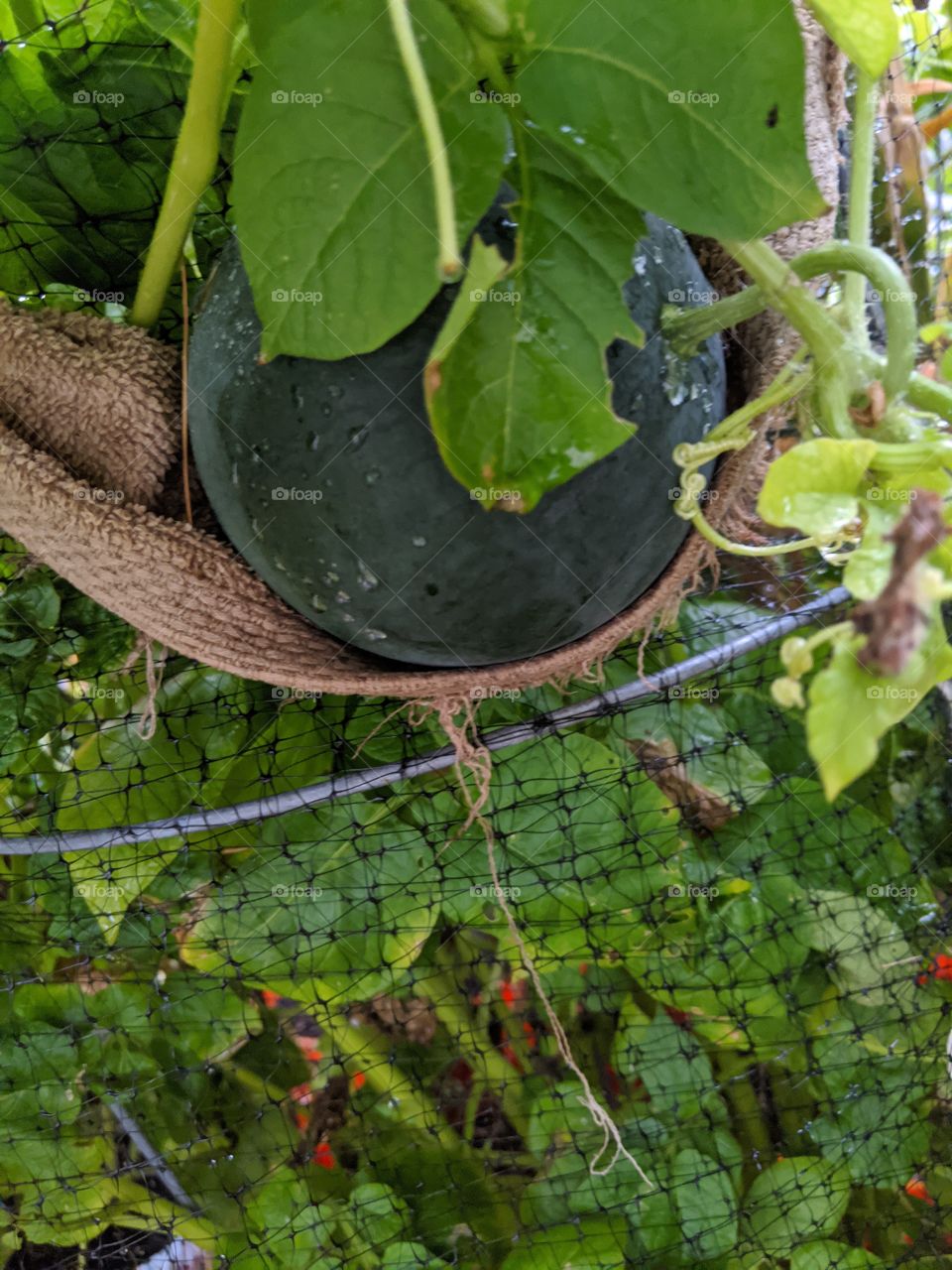 Sugar Baby Watermelon in hammock container growing