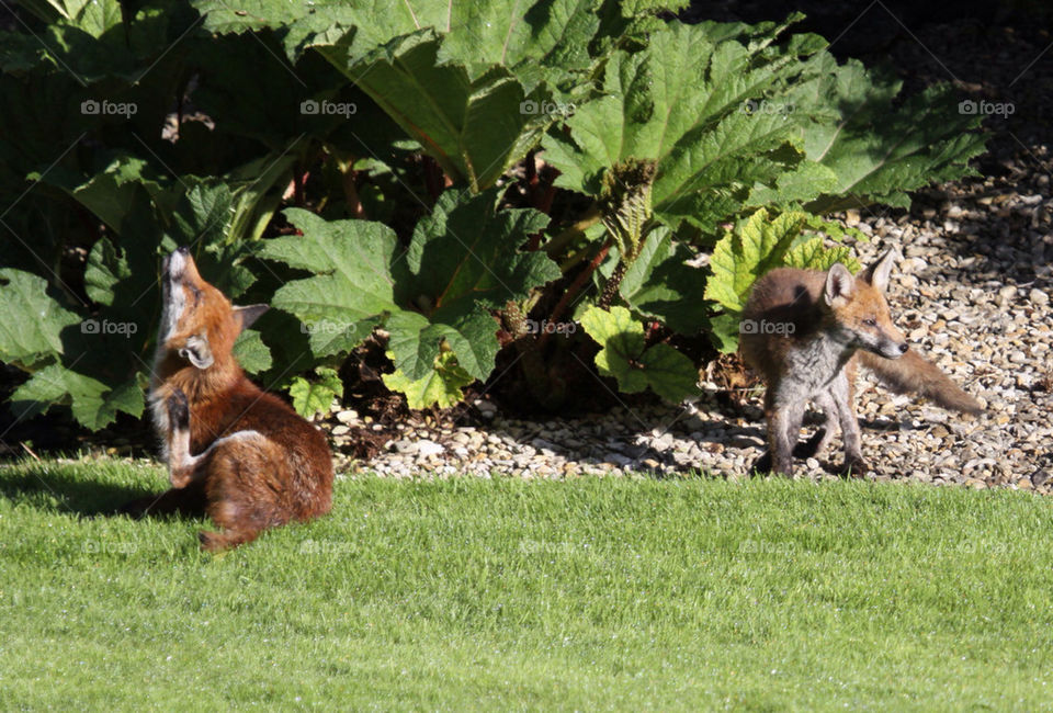 FOXES IN GARDEN