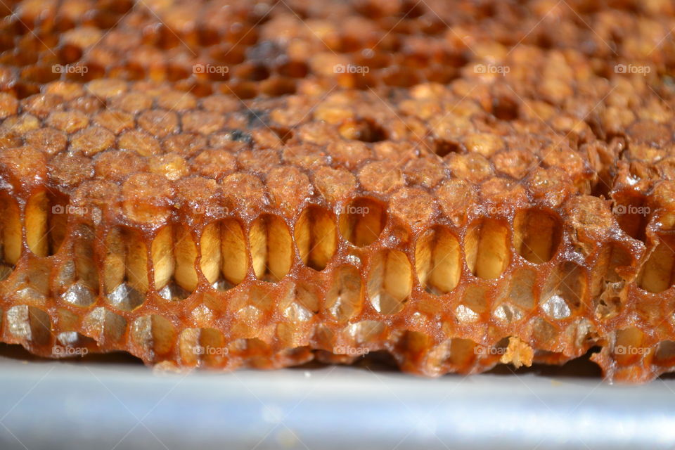 Larvae in Honeycomb