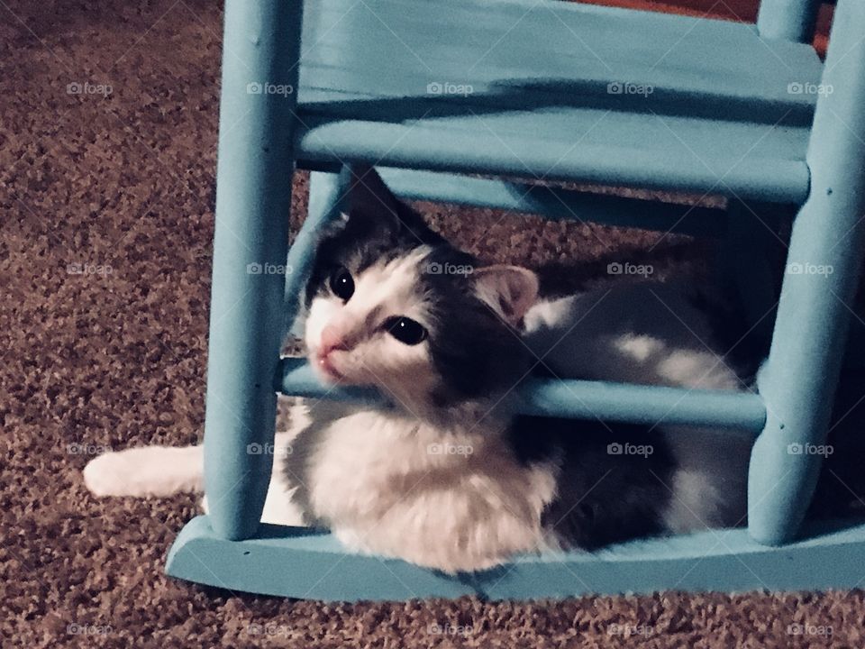 Rocking chair cat