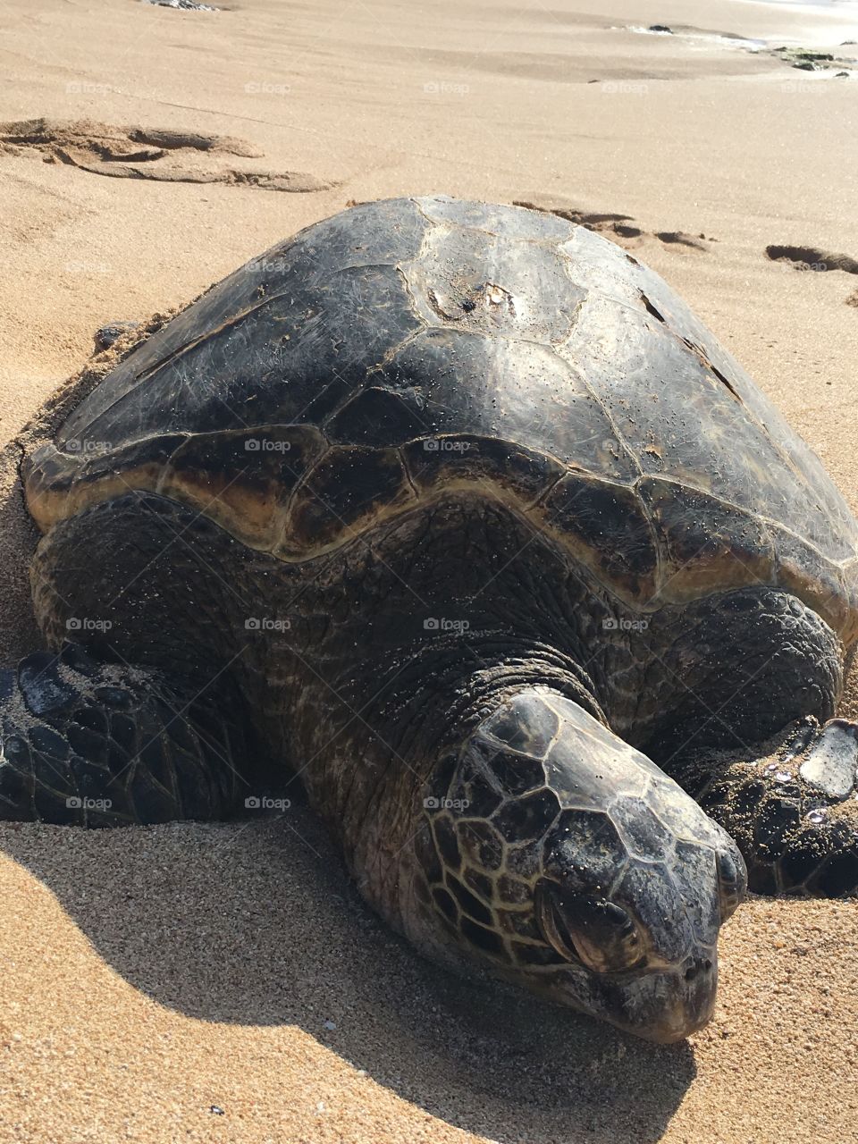 Huge Sea Turtle on North Shore of Oahu, Hawaii