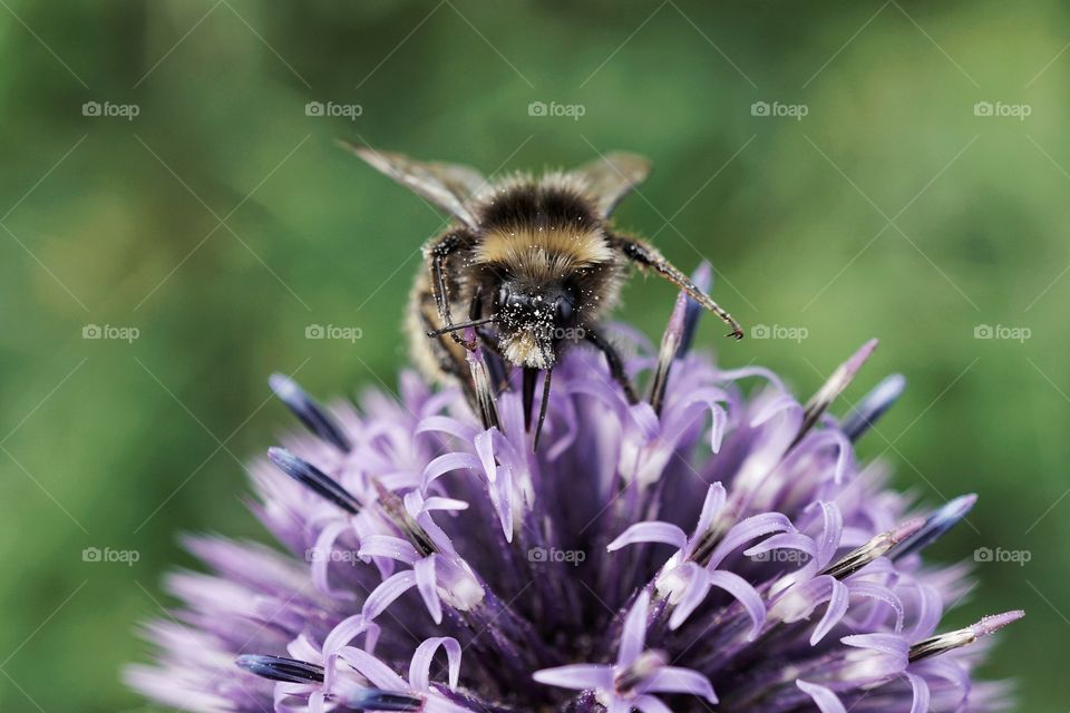 Beautiful purple flower topped with a bee laden with twinkly pollen all over his body ... love how it sparkles 