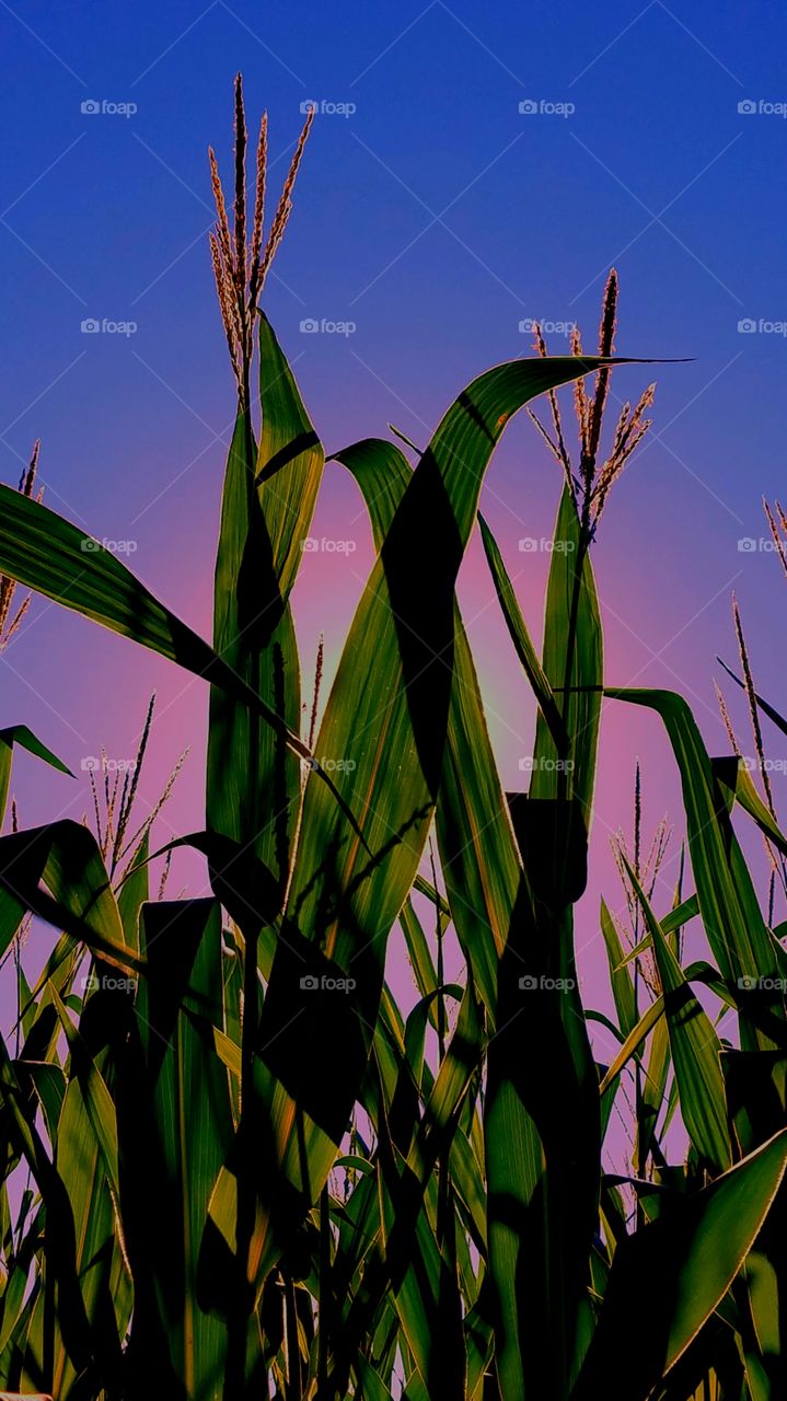 Corn stalks in the evening sun!!