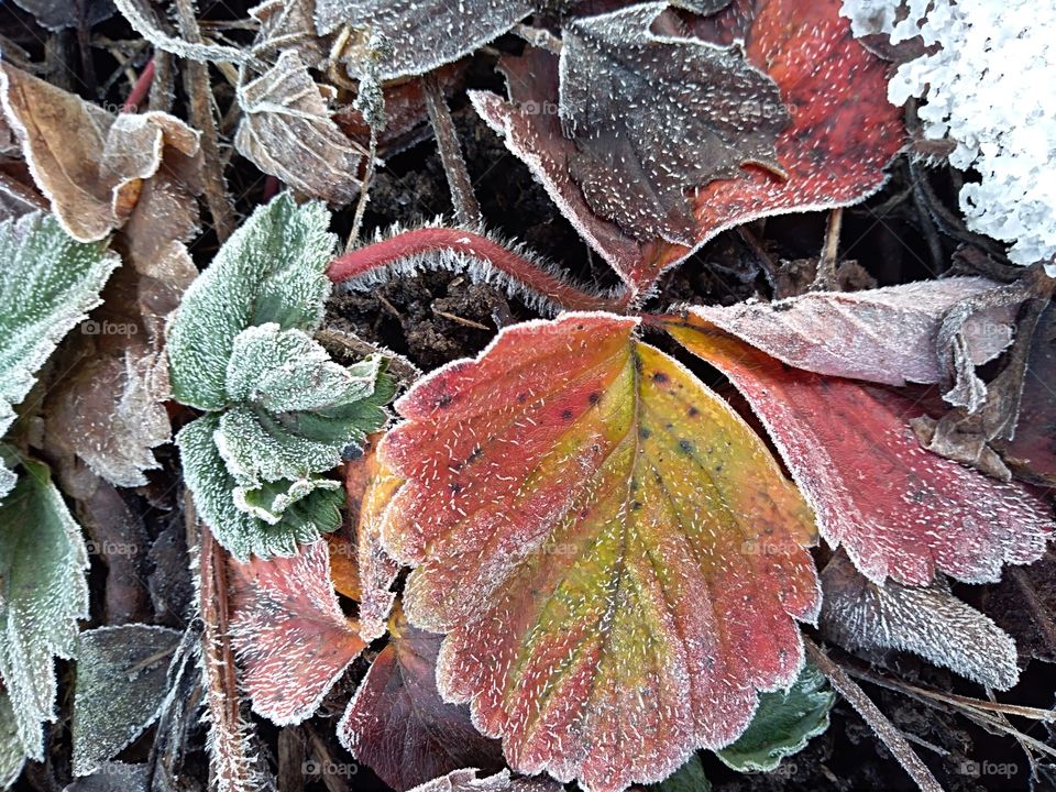 dead leafs