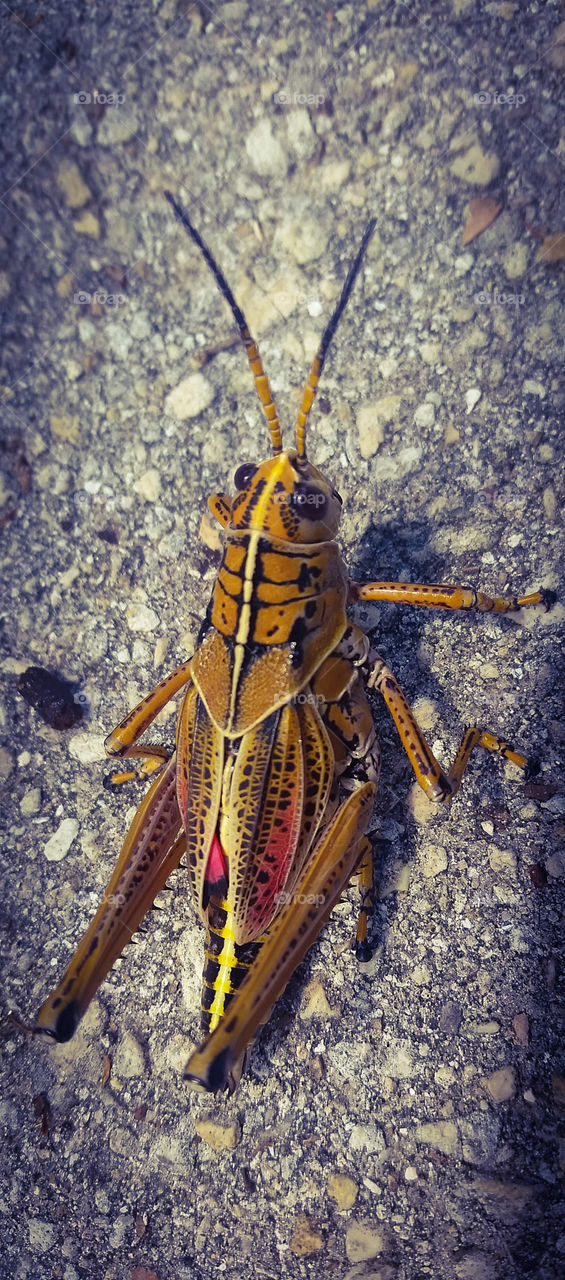 Mr. grasshopper