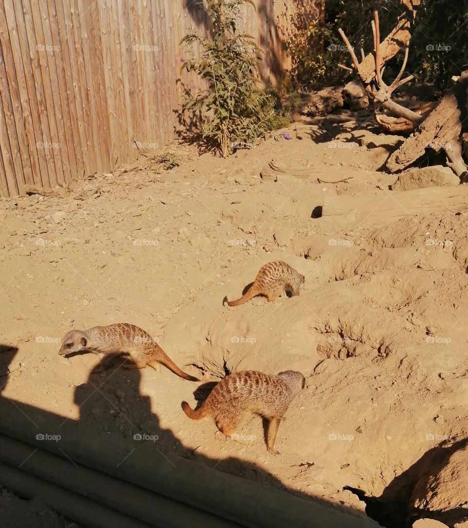 meerkats