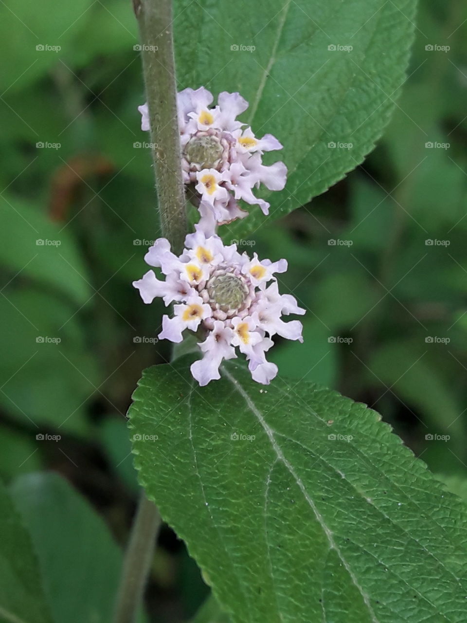 Herb flowers looking closeup