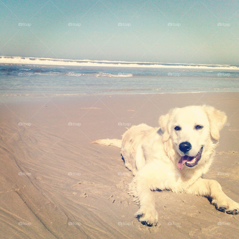 beach nature dog beautiful by Zita