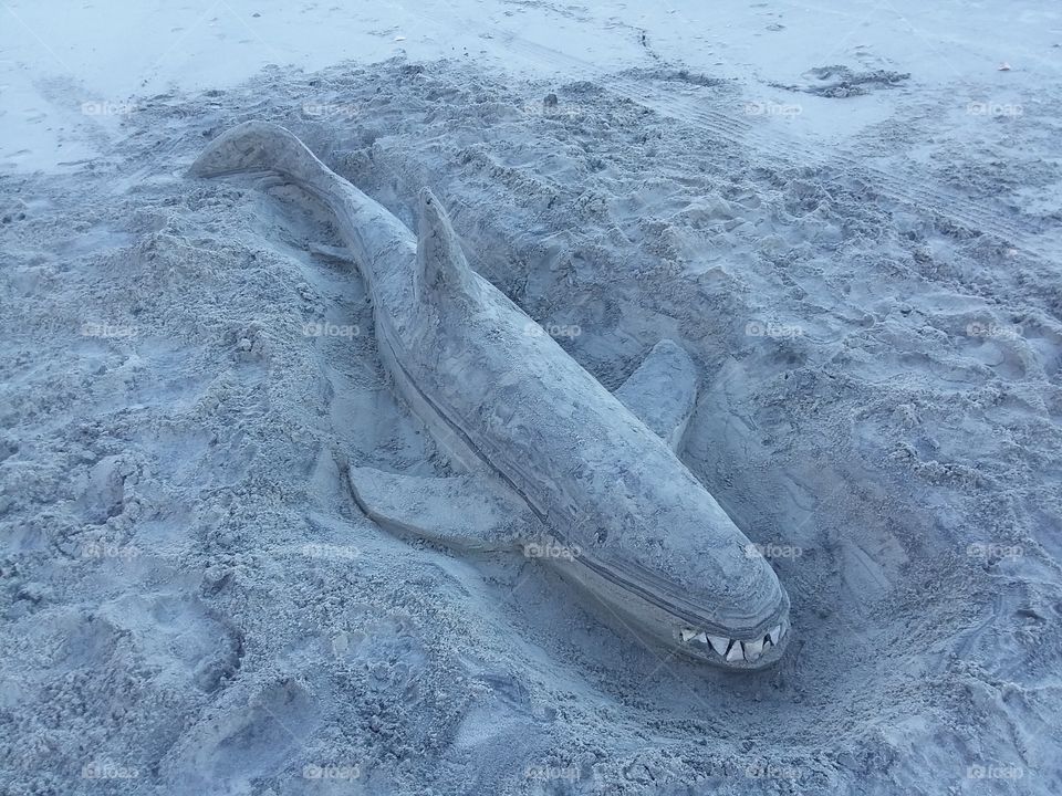 sand shark