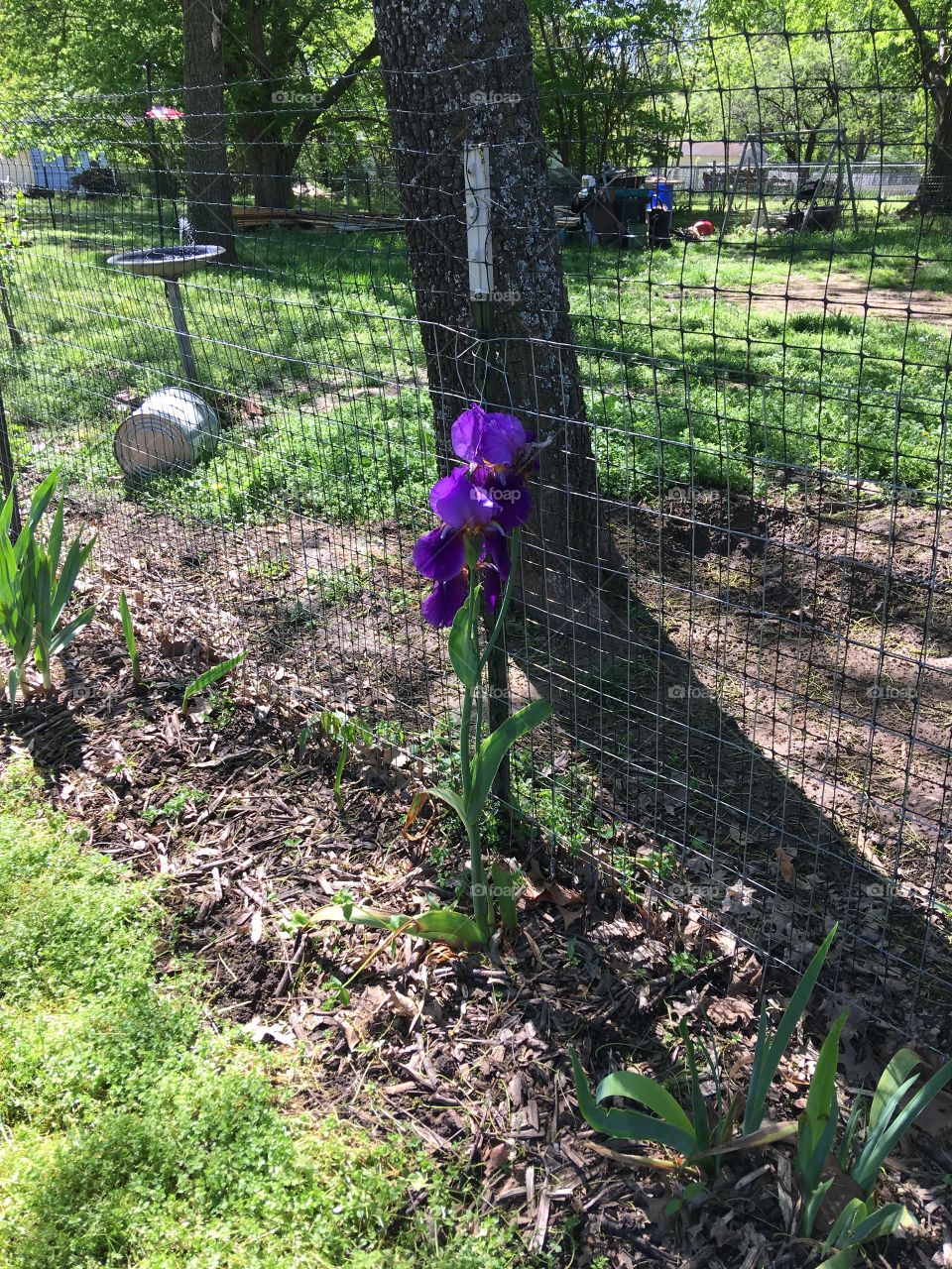Beautiful purple iris standing tall and proud! Only one here that has bloomed so far.