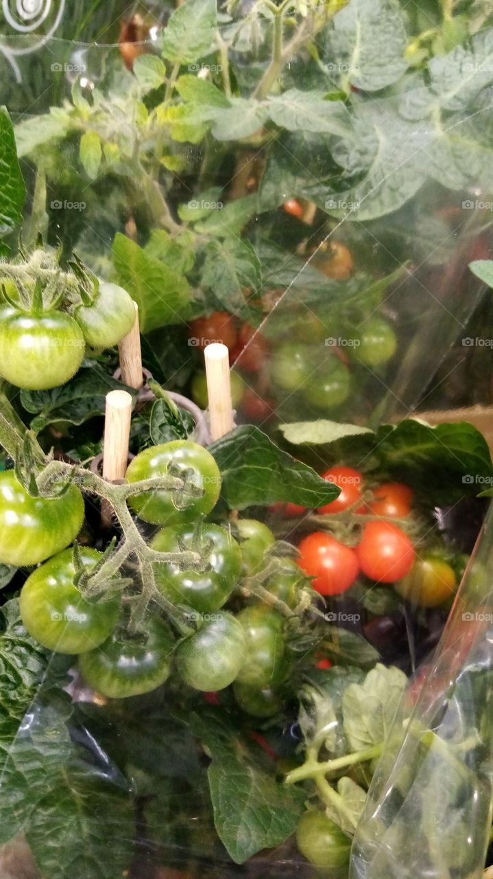 Tomaten