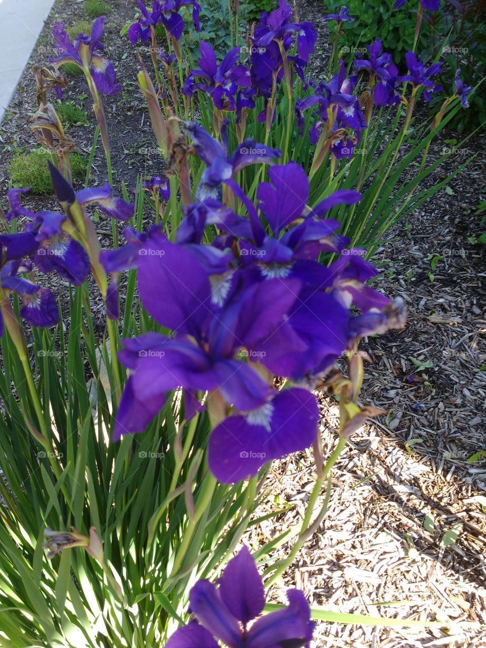 pretty flower in a friend's yard