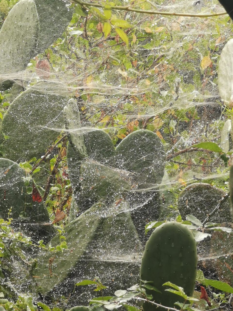 telaraña en tunera canaria
