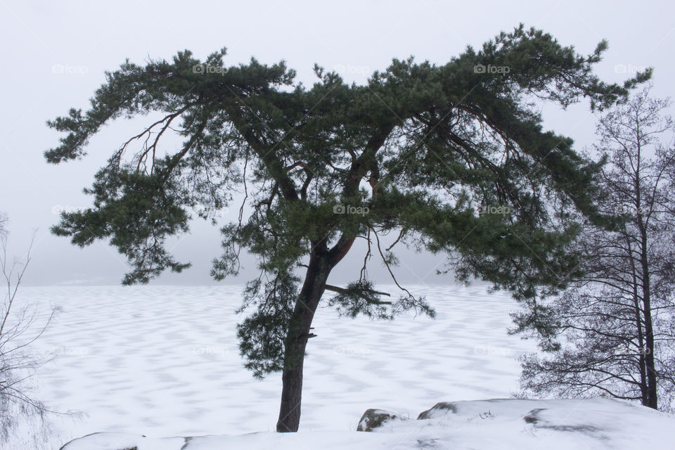 Frozen lake in forest - snow pattern 