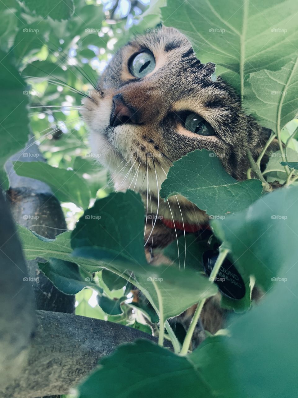 Cat photography in ny backyard taken with an iphone xr. My cat is very photogenic and loves to be the center of attention. 
