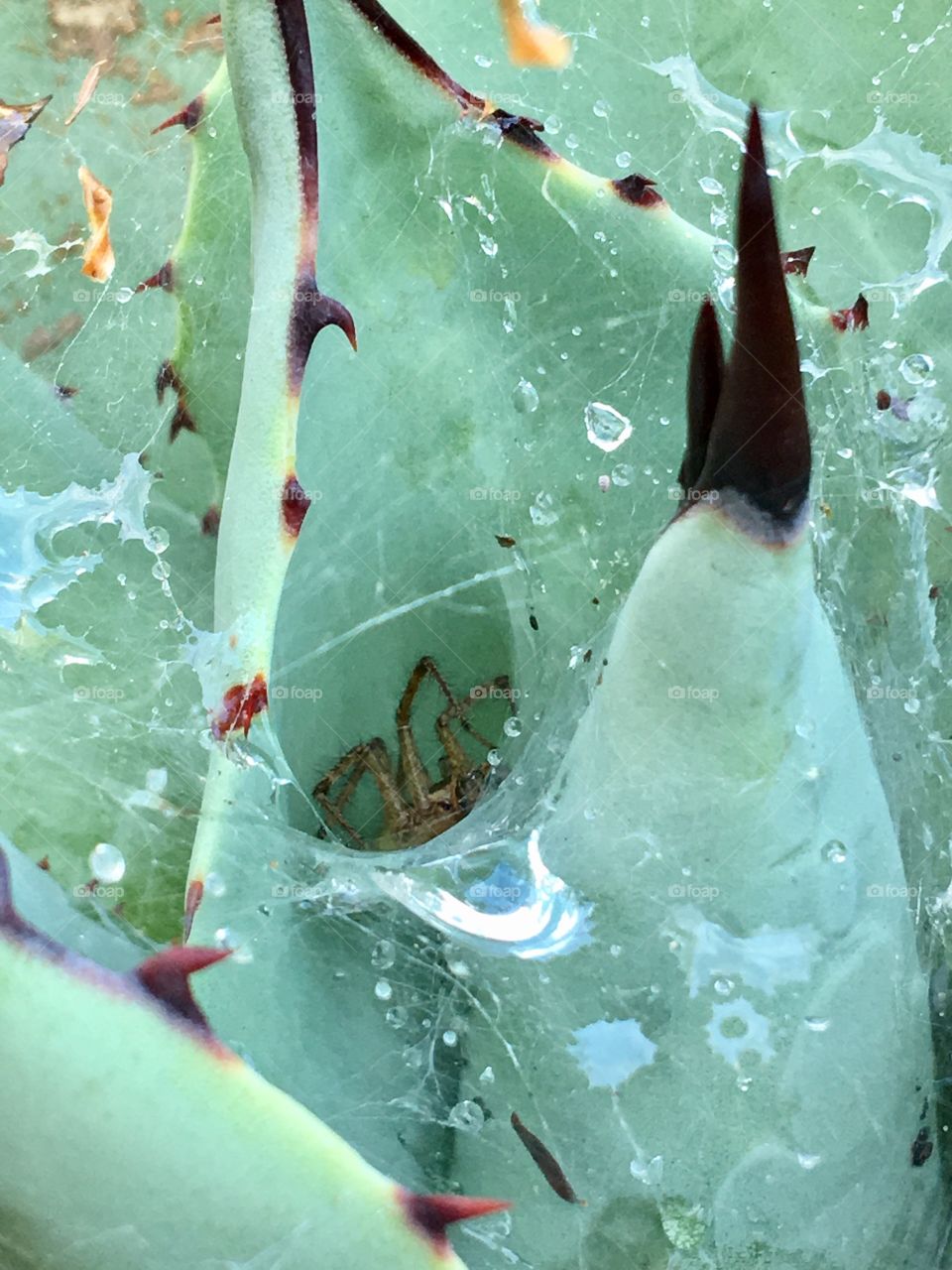 Close-up of a spider in cactus plant