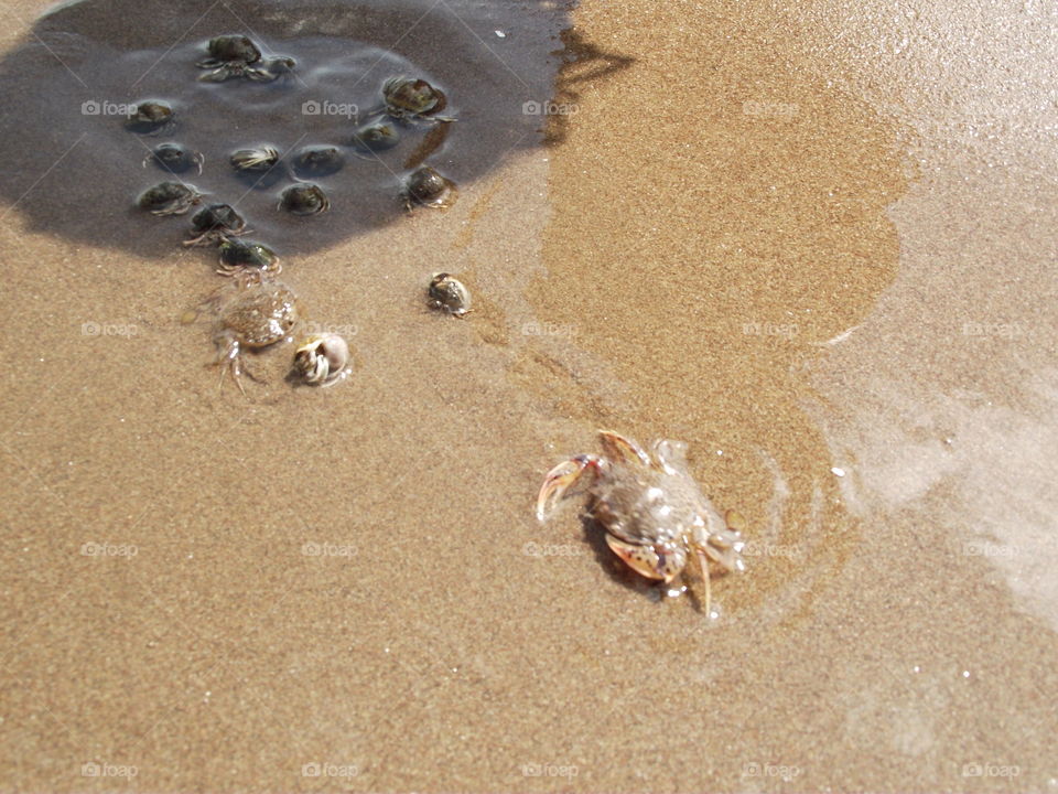 A small crab and hermit crabs at the beach