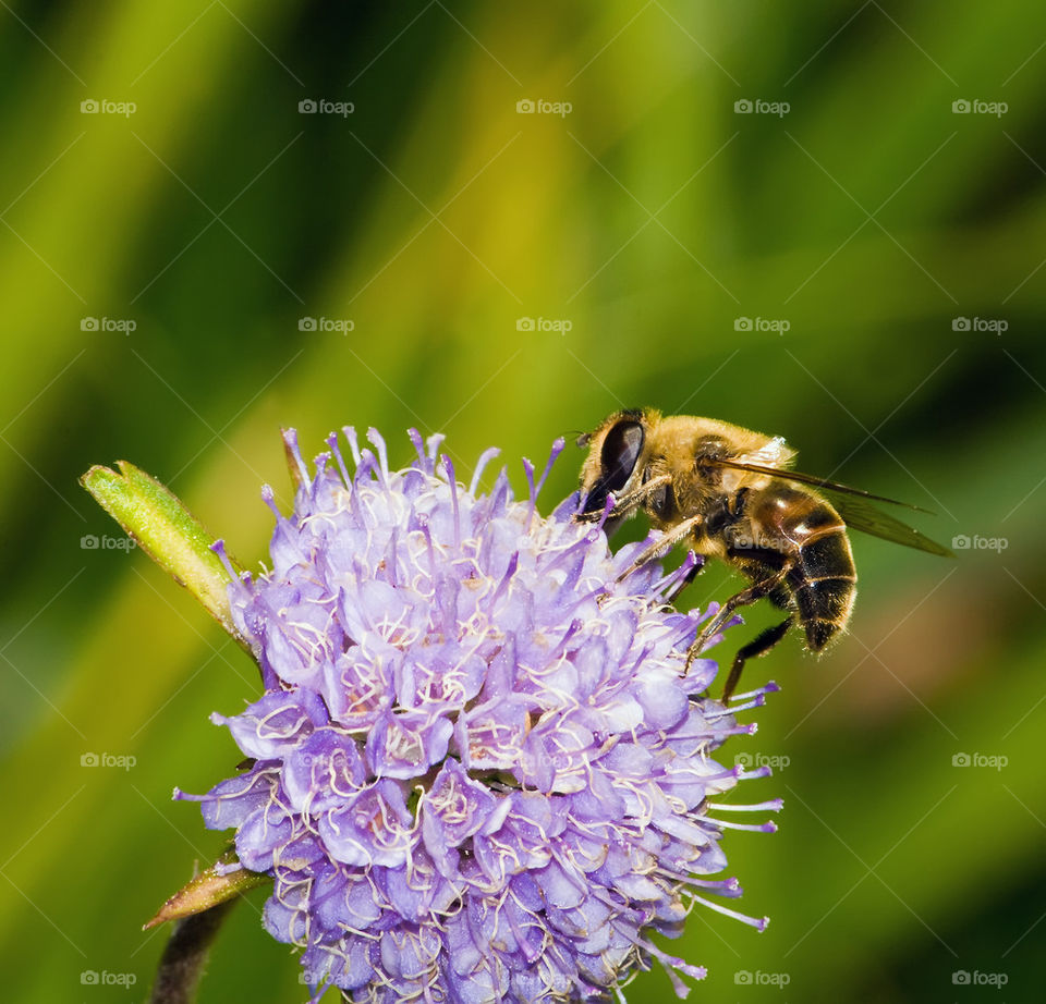 Hower fly on flower