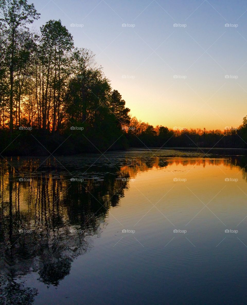 Tree lined pond