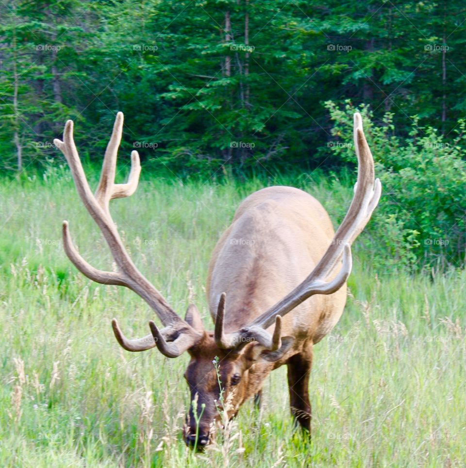 Beautiful antlers on elk grazing on mountain pass 