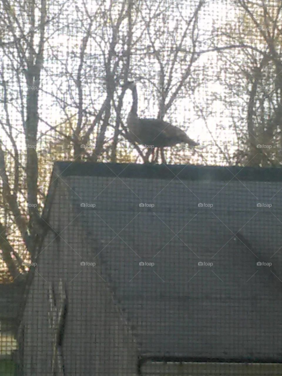 Goose on a roof