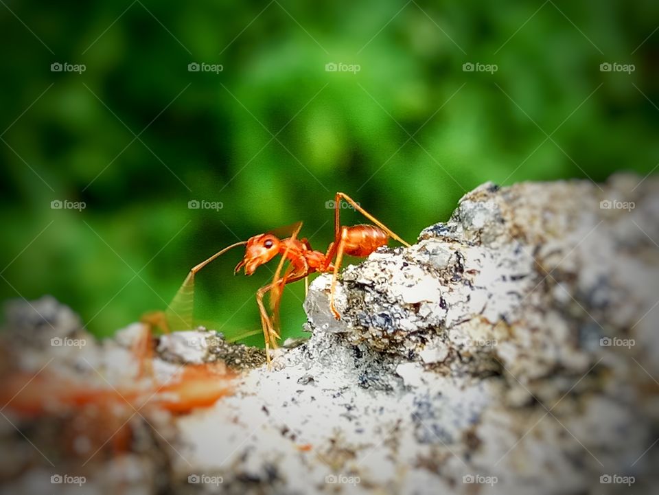 An ant close up