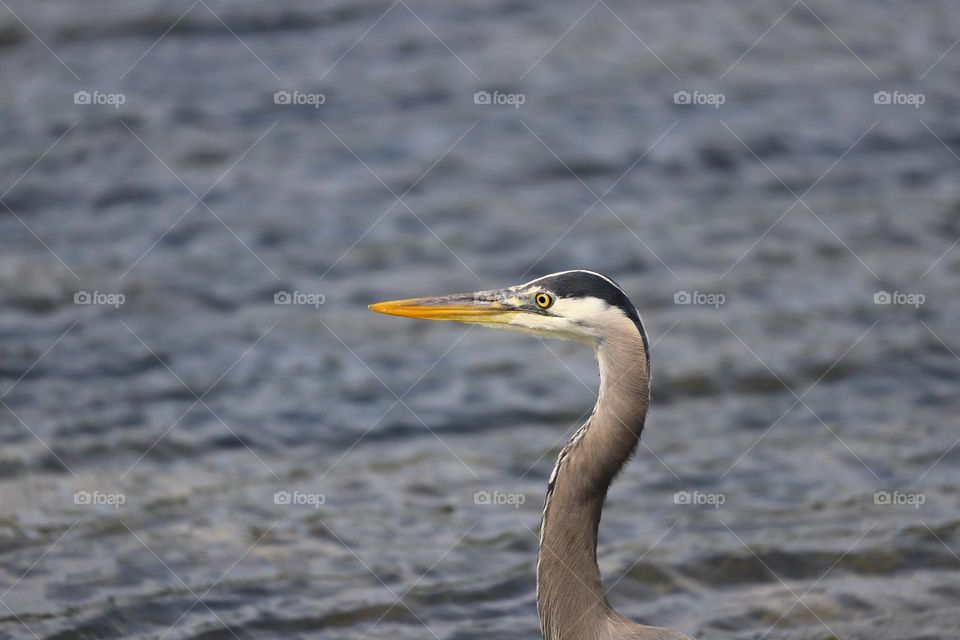 Heron profile 